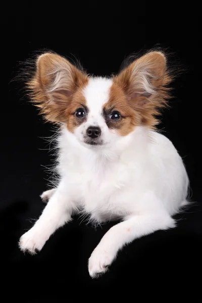 Papillon valp — Stockfoto