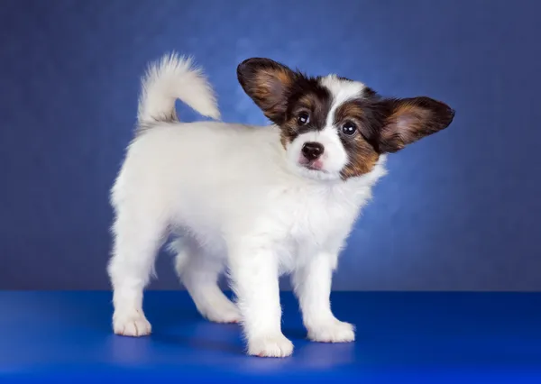 Papillon Puppy — Stock Photo, Image