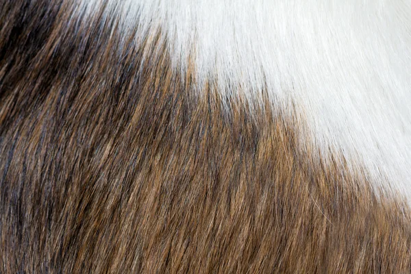 Textura de piel de perro — Foto de Stock