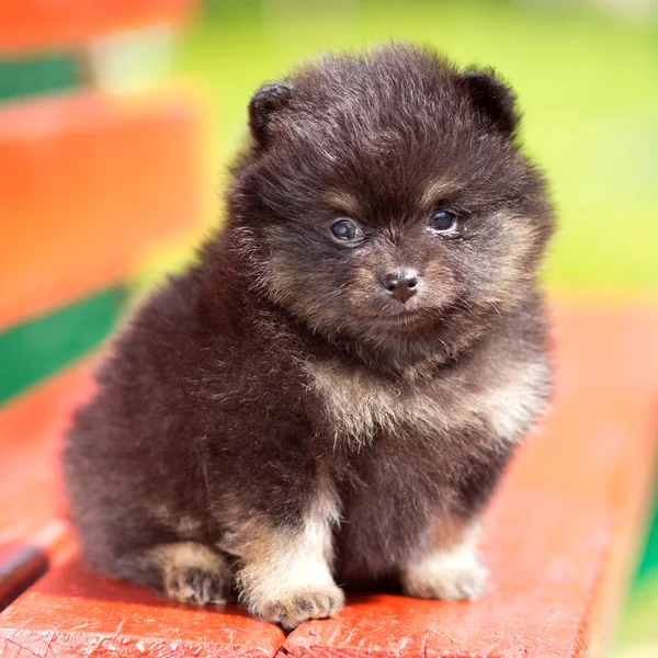 Portrait fluffy Pomeranian puppy — Stock Photo, Image