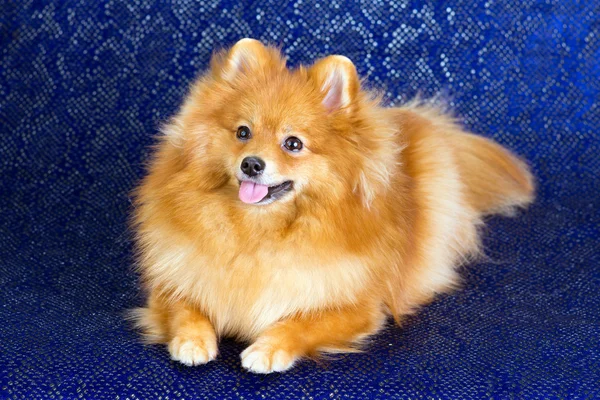 Pomerania perro mintiendo — Foto de Stock