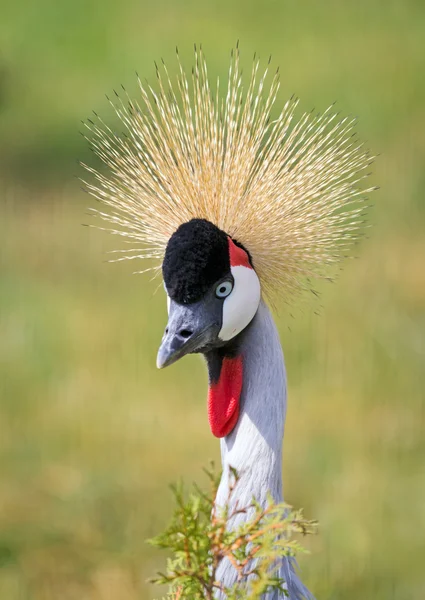 Portrait of Crane Crowned — Stock Photo, Image