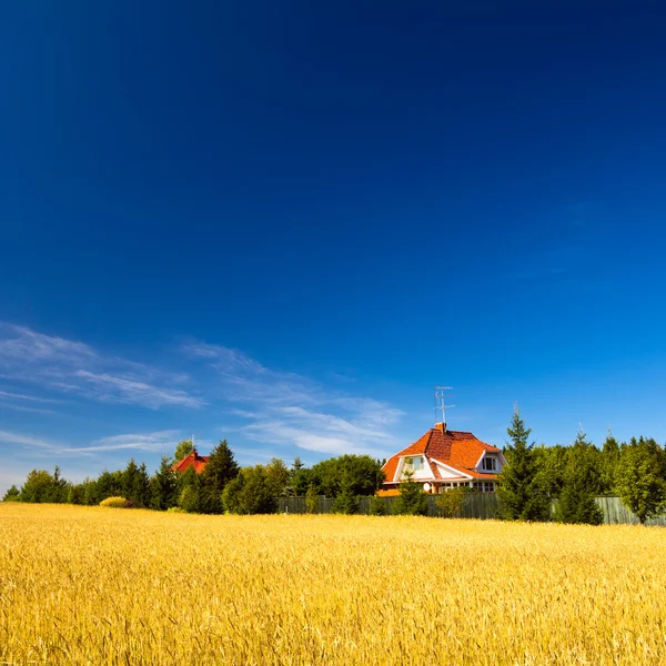 Літній пейзаж з пшеничним полем — стокове фото