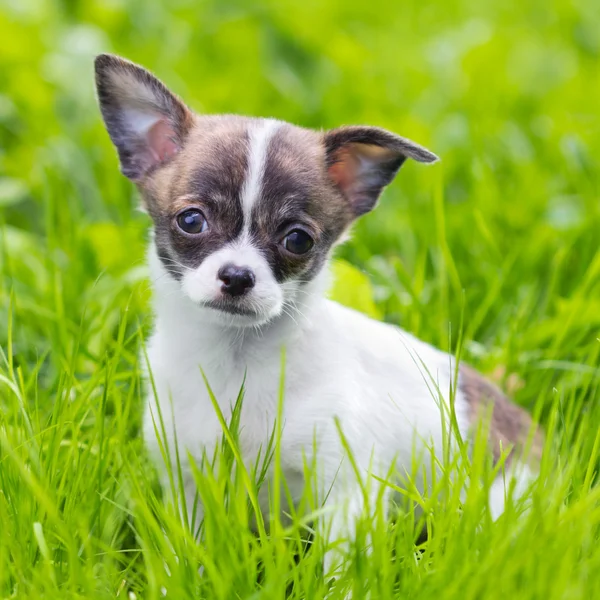 Chihuahua anak anjing — Stok Foto