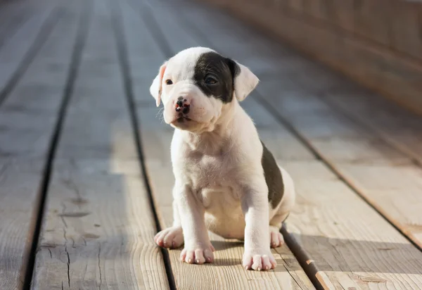 Amerikansk staffordshire terrier valp — Stockfoto