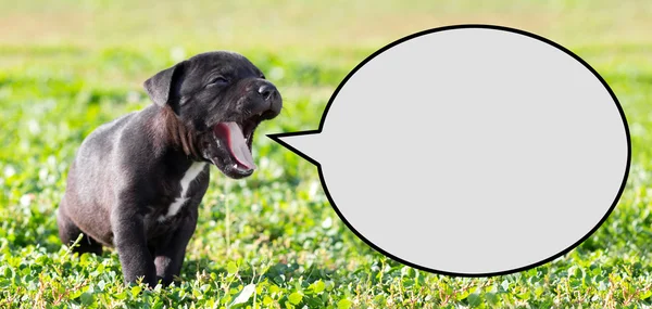 Cachorro con burbuja del habla — Foto de Stock