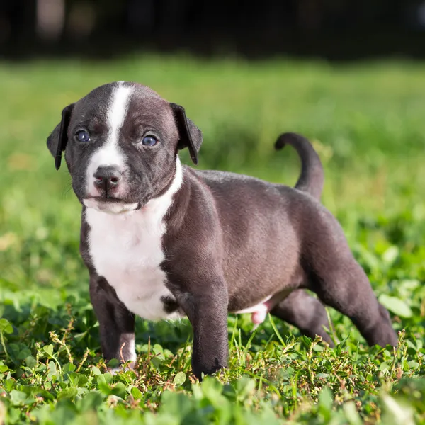 アメリカのスタッフォードシャーテリア子犬 — ストック写真