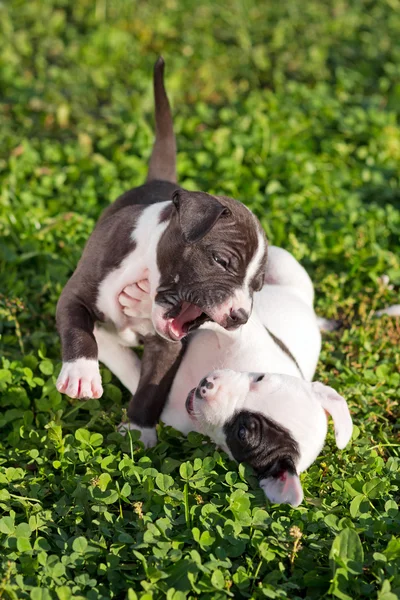 Dua anak anjing bermain — Stok Foto