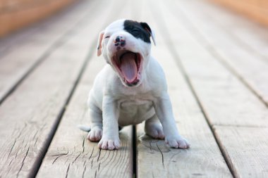 Amerikan Staffordshire Terrier köpeği.