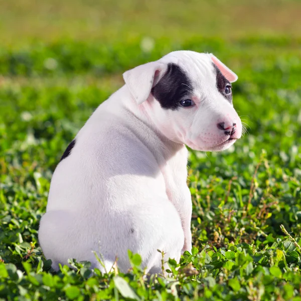 アメリカのスタッフォードシャーテリア子犬 — ストック写真