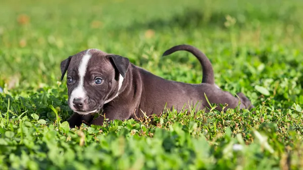 Anjing terrier Amerika staffordshire — Stok Foto