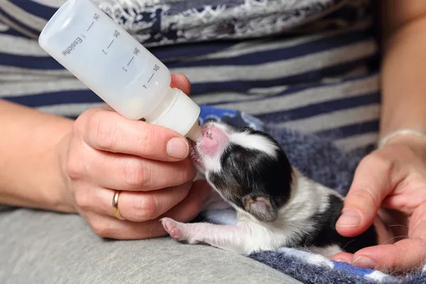 Puppy fed of baby bottle — Stock Photo, Image