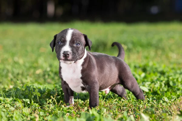 アメリカのスタッフォードシャーテリア子犬 — ストック写真