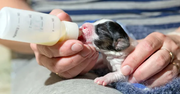 Puppy fed of baby bottle — Stock Photo, Image
