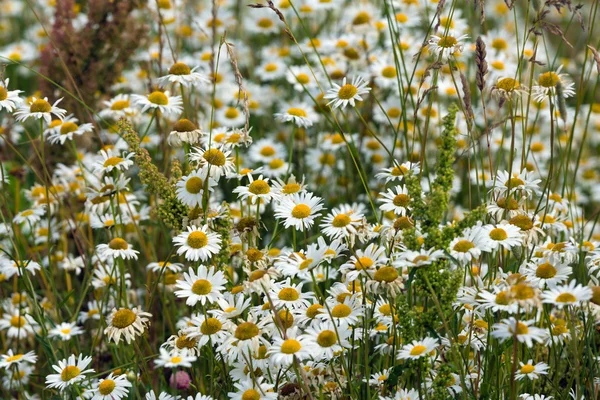 Camomile field — Stock Photo, Image