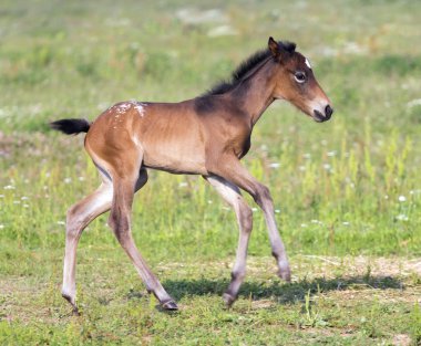 Nice little foal running on pasture clipart