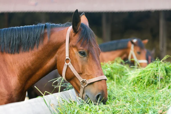 Pferd frisst Heu — Stockfoto