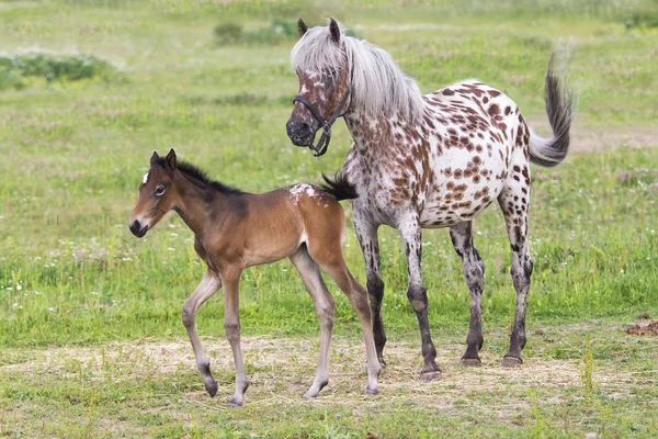 Puledro con una cavalla — Foto Stock