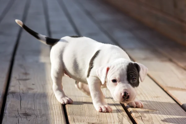 American Staffordshire terrier puppy — Stock Photo, Image