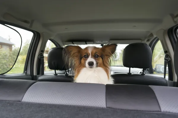 Papillon dentro de un coche — Foto de Stock