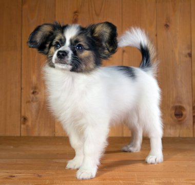 hele en gesneden appelen