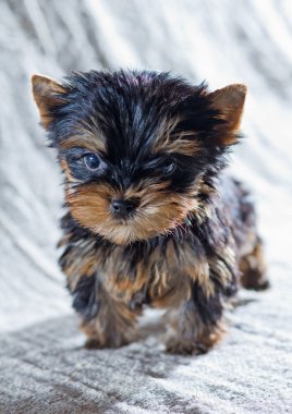 Yorkshire terrier yavrusu