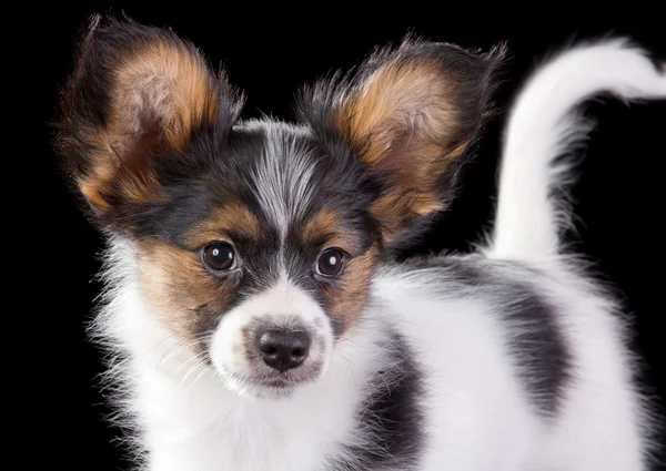 Papillon köpek yavrusu — Stok fotoğraf