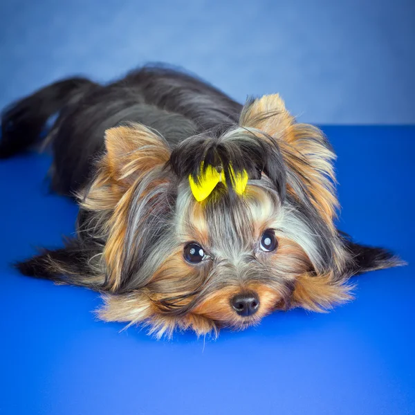 Young Dog Yorkshire Terrier lying — Stock Photo, Image