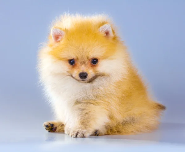 Pomeranian valp — Stockfoto