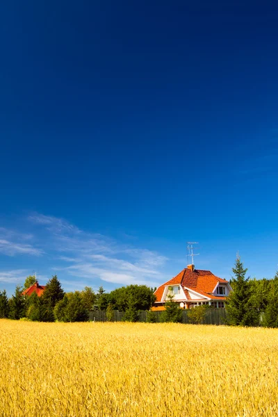 Paisaje de verano con campo de trigo —  Fotos de Stock