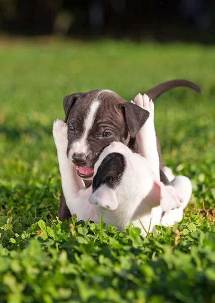 Two little puppies playing — Stock Photo, Image
