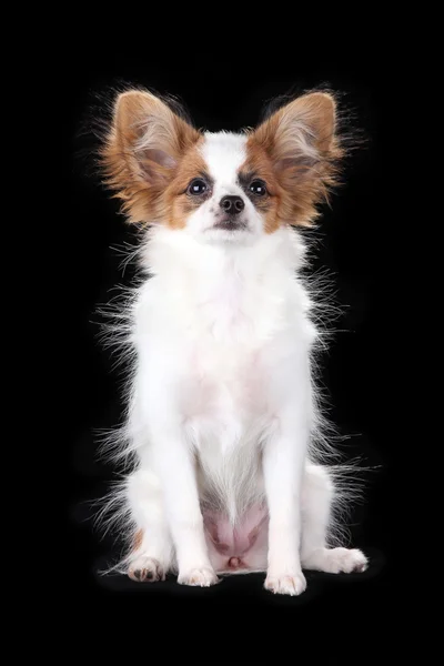 Papillon pup — Stockfoto