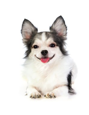 gülümseyen uzun kaplanmış chihuahua