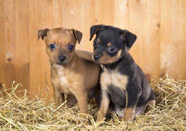 İki Rus oyuncak terrier yavruları