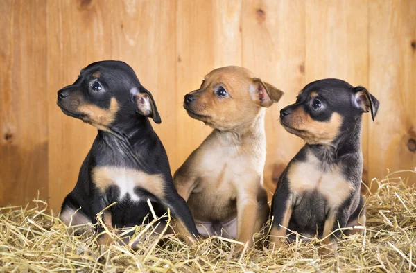 Tre ryska toy terrier valpar — Stockfoto