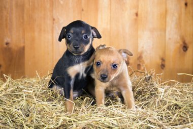 İki Rus oyuncak terrier yavruları