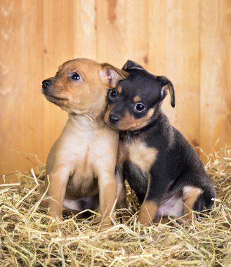 İki Rus oyuncak terrier yavruları