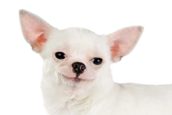 Chihuahua sorridente — Foto Stock