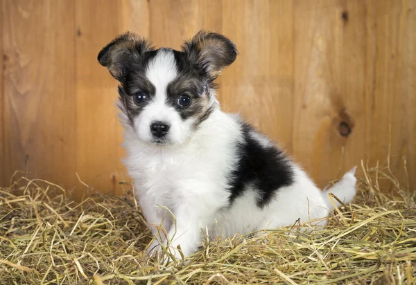 Bir saman üzerinde oturan papillon köpek yavrusu — Stok fotoğraf