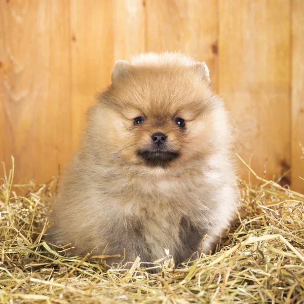Pomeranian puppy on a straw — Stock Photo, Image