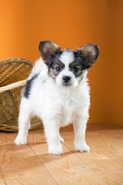 Papillon Puppy on a orange background — Stock Photo, Image