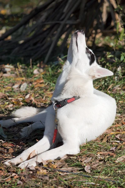 Noorse metis — Stockfoto