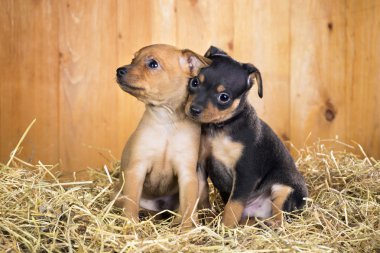 İki Rus oyuncak terrier yavruları