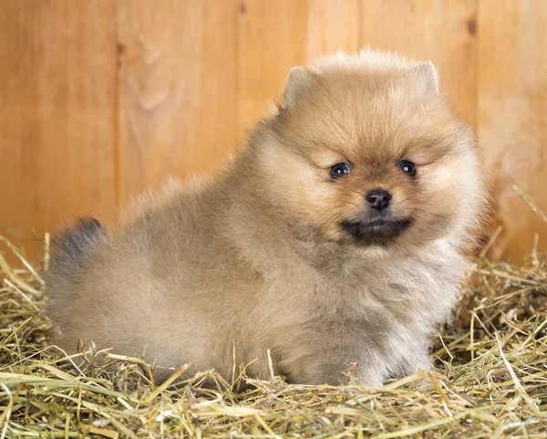 Bir saman üzerinde Pomeranian köpek yavrusu — Stok fotoğraf