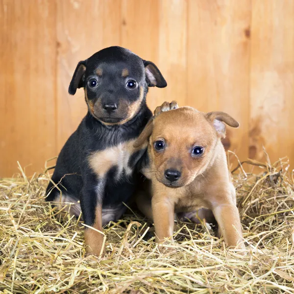 Two Russian Toy Terrier puppies — Stock Photo, Image