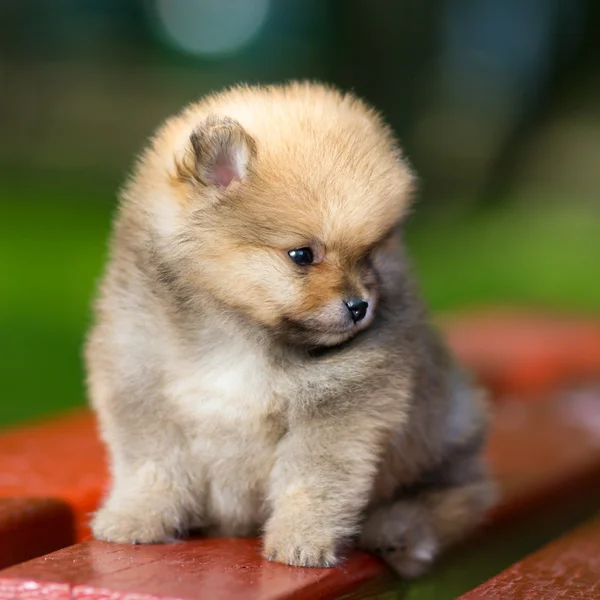 Little fluffy Pomeranian puppy — Stock Photo, Image