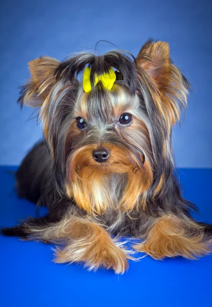 Junge Hunderasse yorkshire terrier — Stockfoto