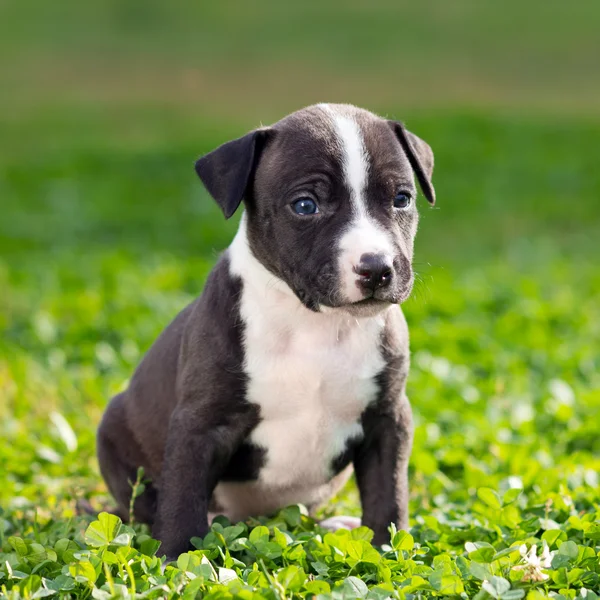 Amerikansk staffordshire terrier valp — Stockfoto