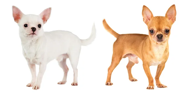 Two Chihuahua — Stock Photo, Image