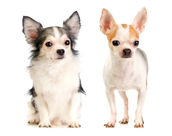 Dos chihuahuas de pelo largo y pelo corto —  Fotos de Stock